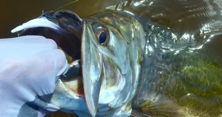 Close-up of hooked game fish mouth during catch in saltwater