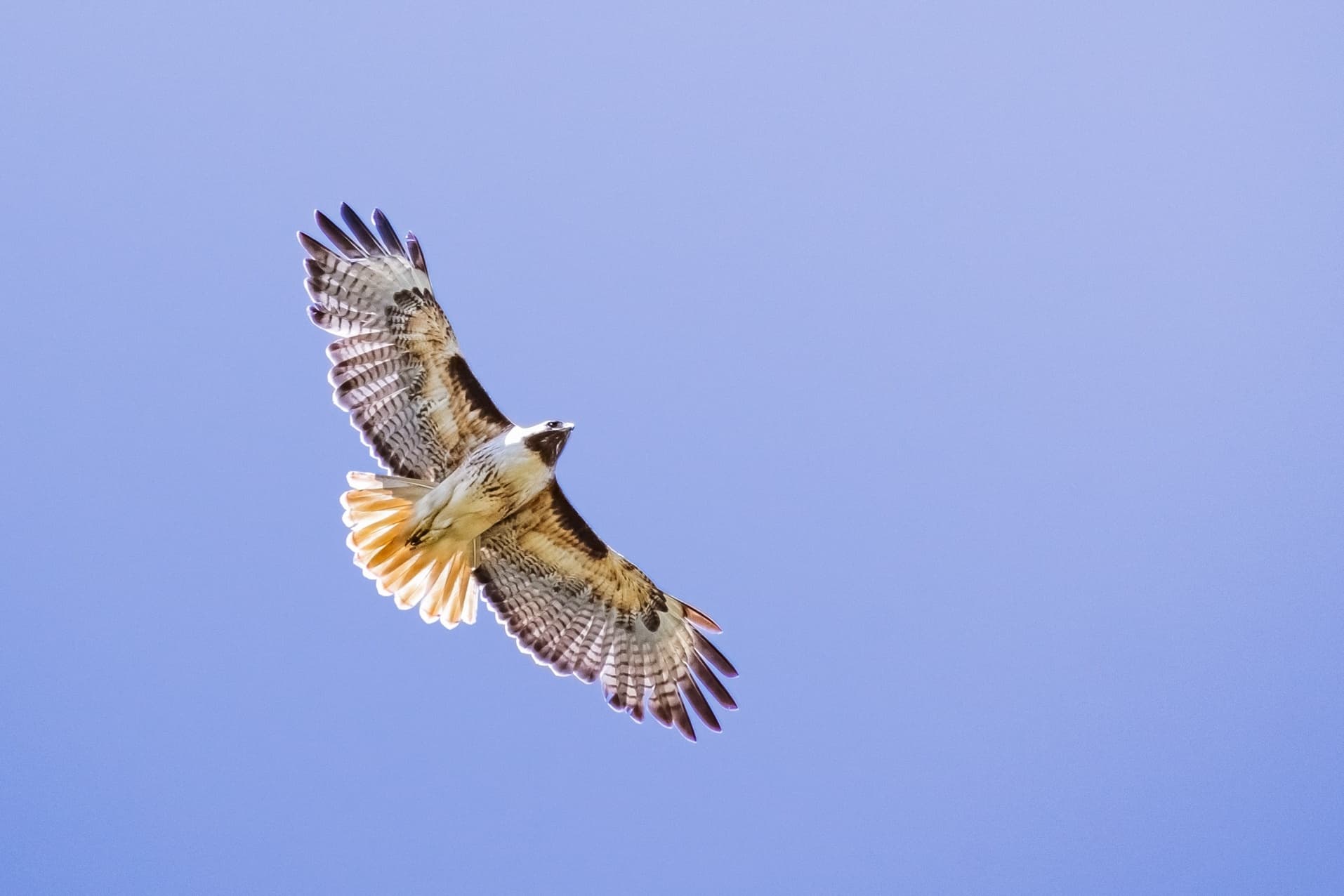 Hawk soaring over clear blue sky during wildlife watching tour