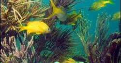 32 Hour Ultimate Fishing and Diving Adventure in Stock Island, Florida