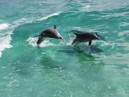Pair of dolphins swimming in clear turquoise Gulf waters, Pensacola