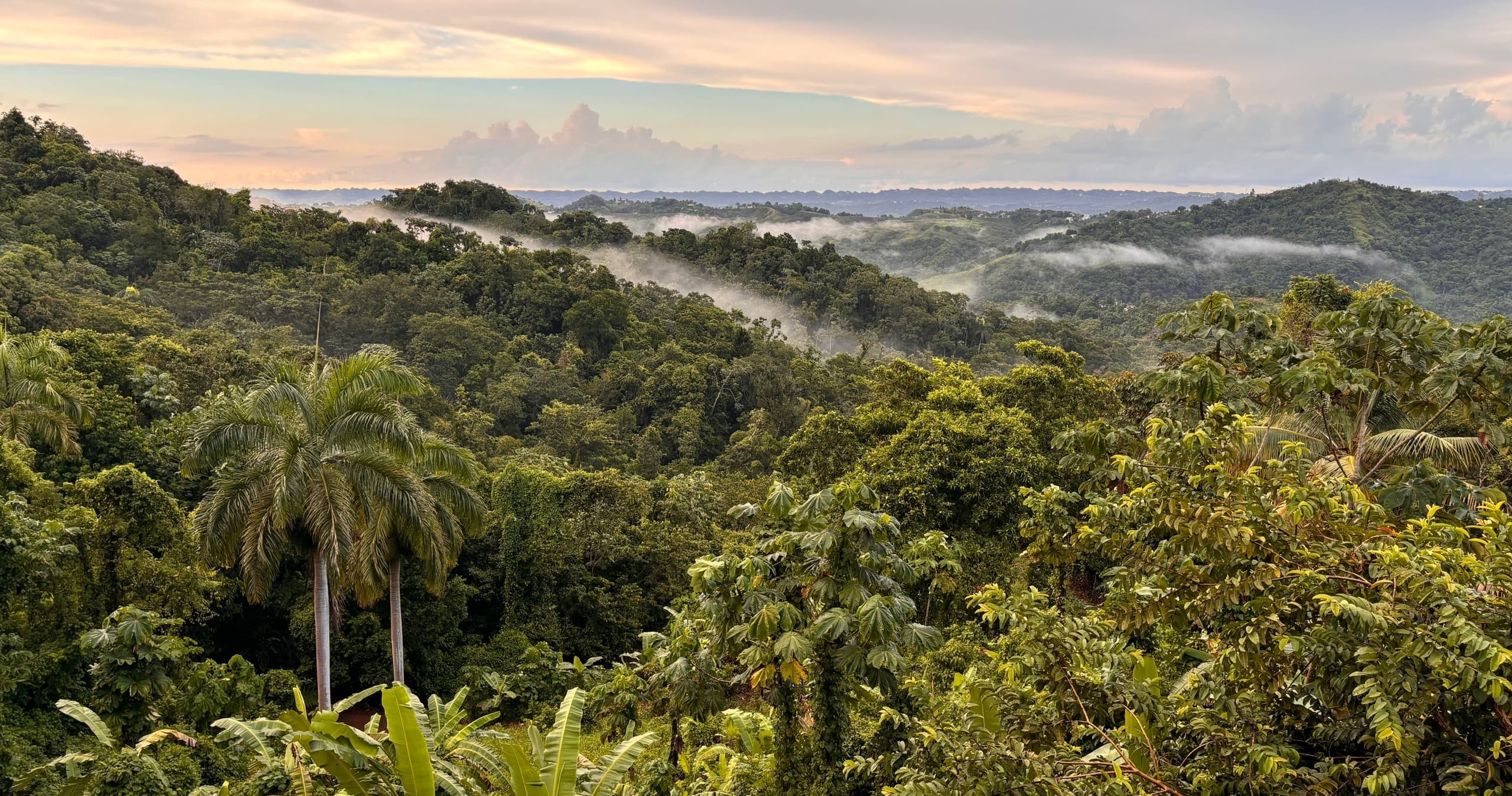 Discover Local Birds on Land in San Juan, Puerto Rico