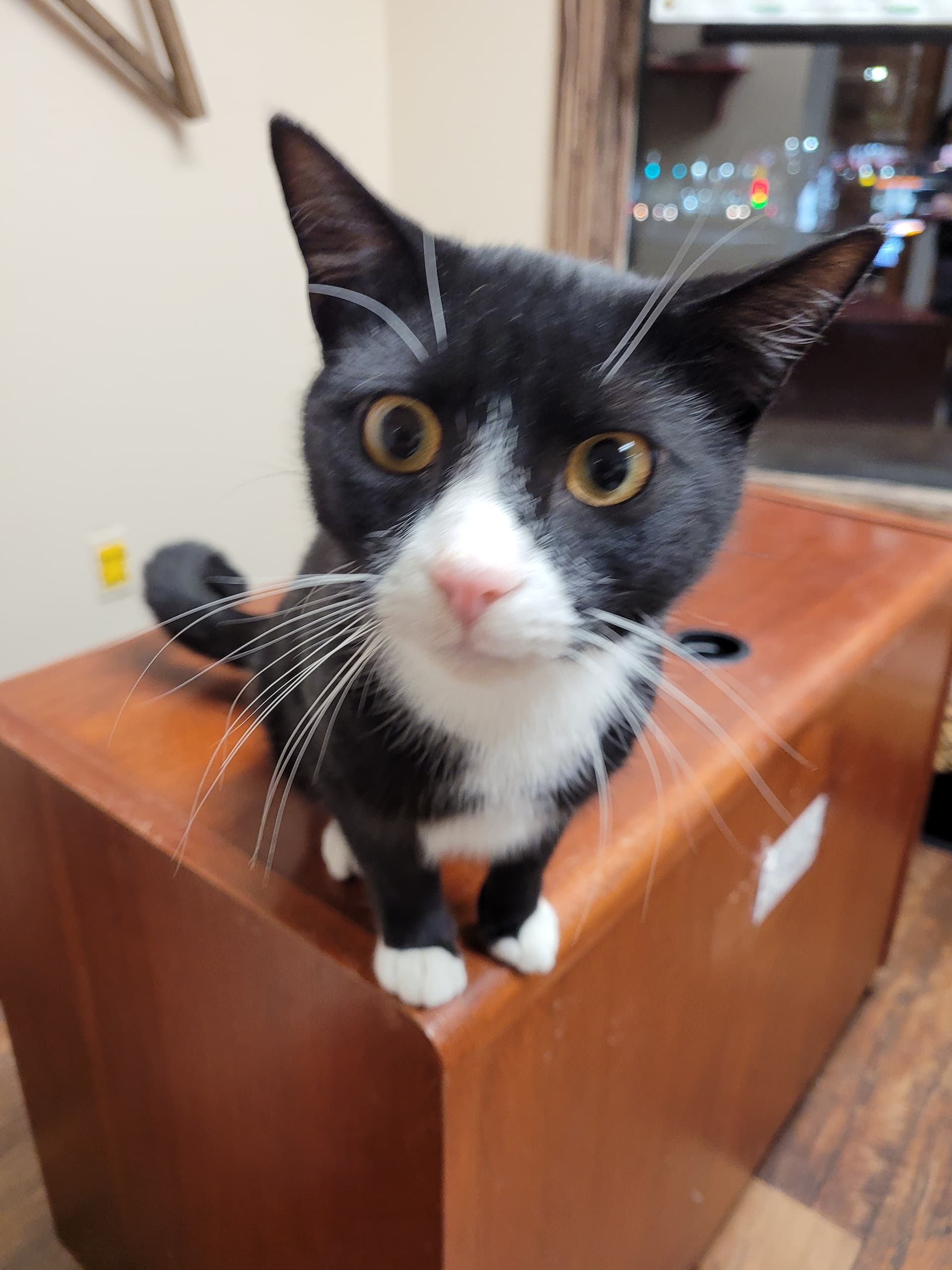 Tuxedo cat perched on wooden counter in indoor cat space