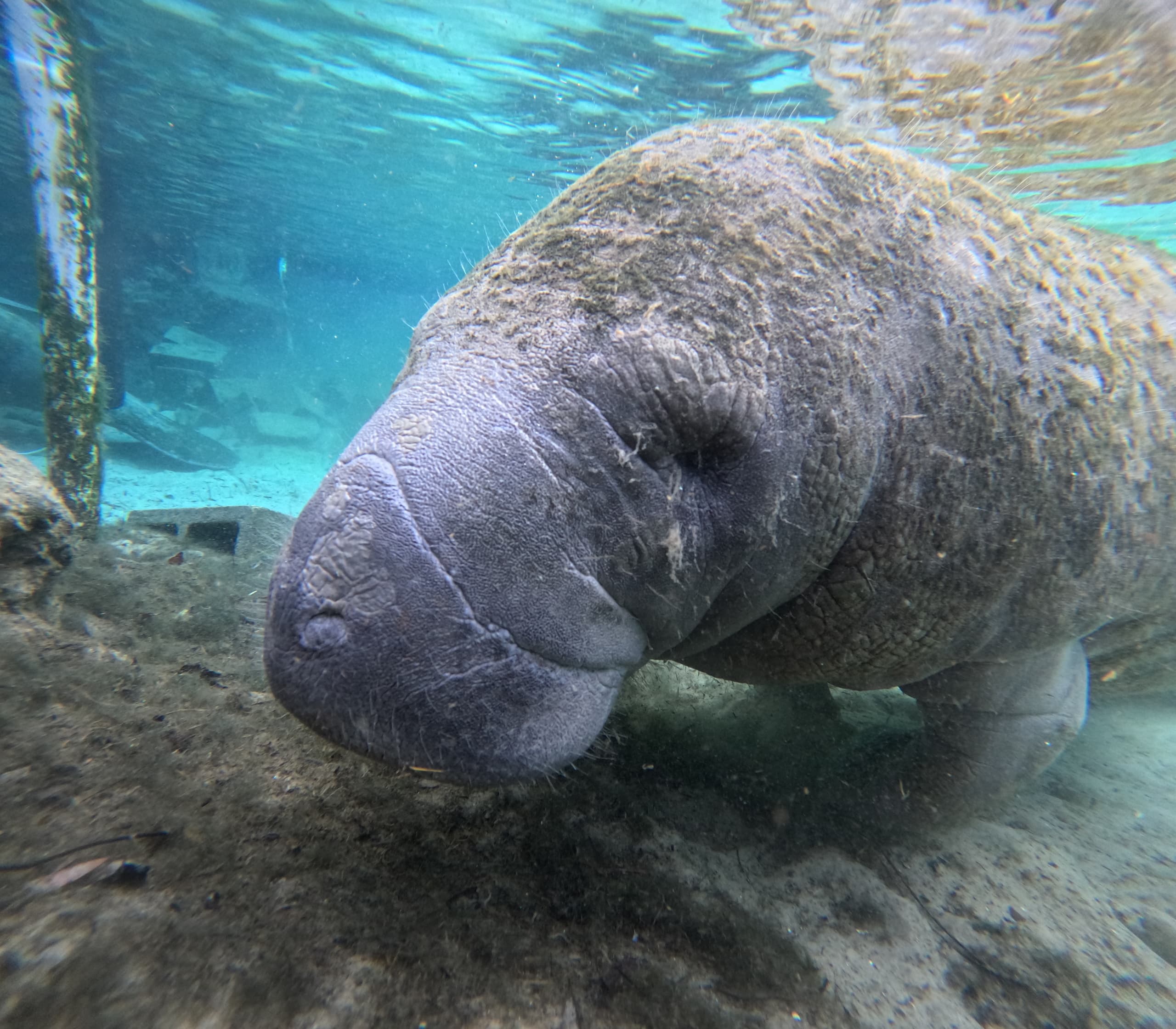 VIP Manatee Snorkeling Tour in Meigs, Georgia