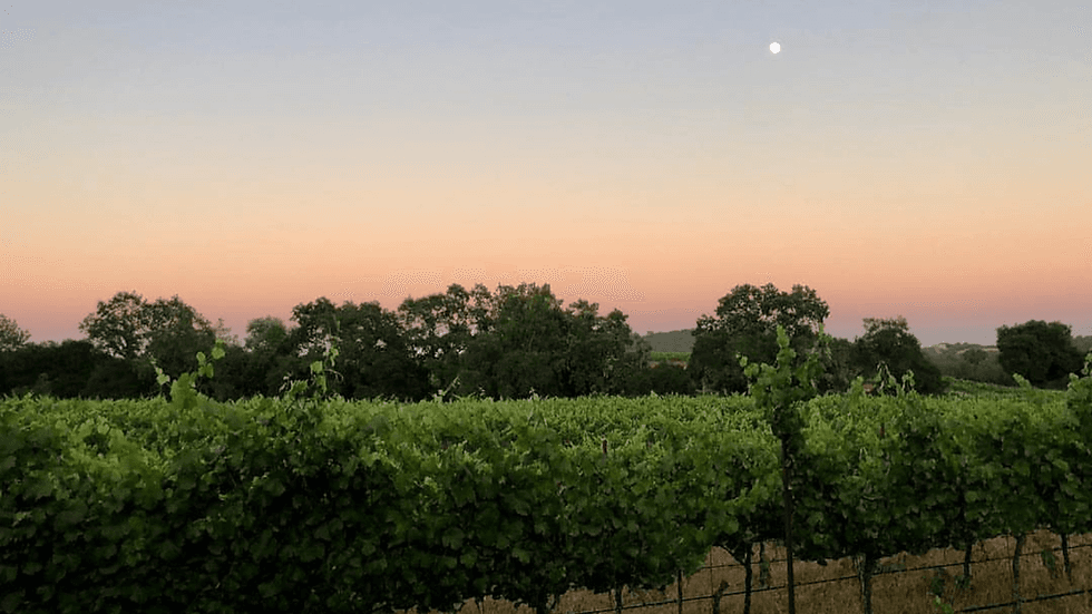 A Taste of Russian River Valley Wine Tour in Healdsburg
