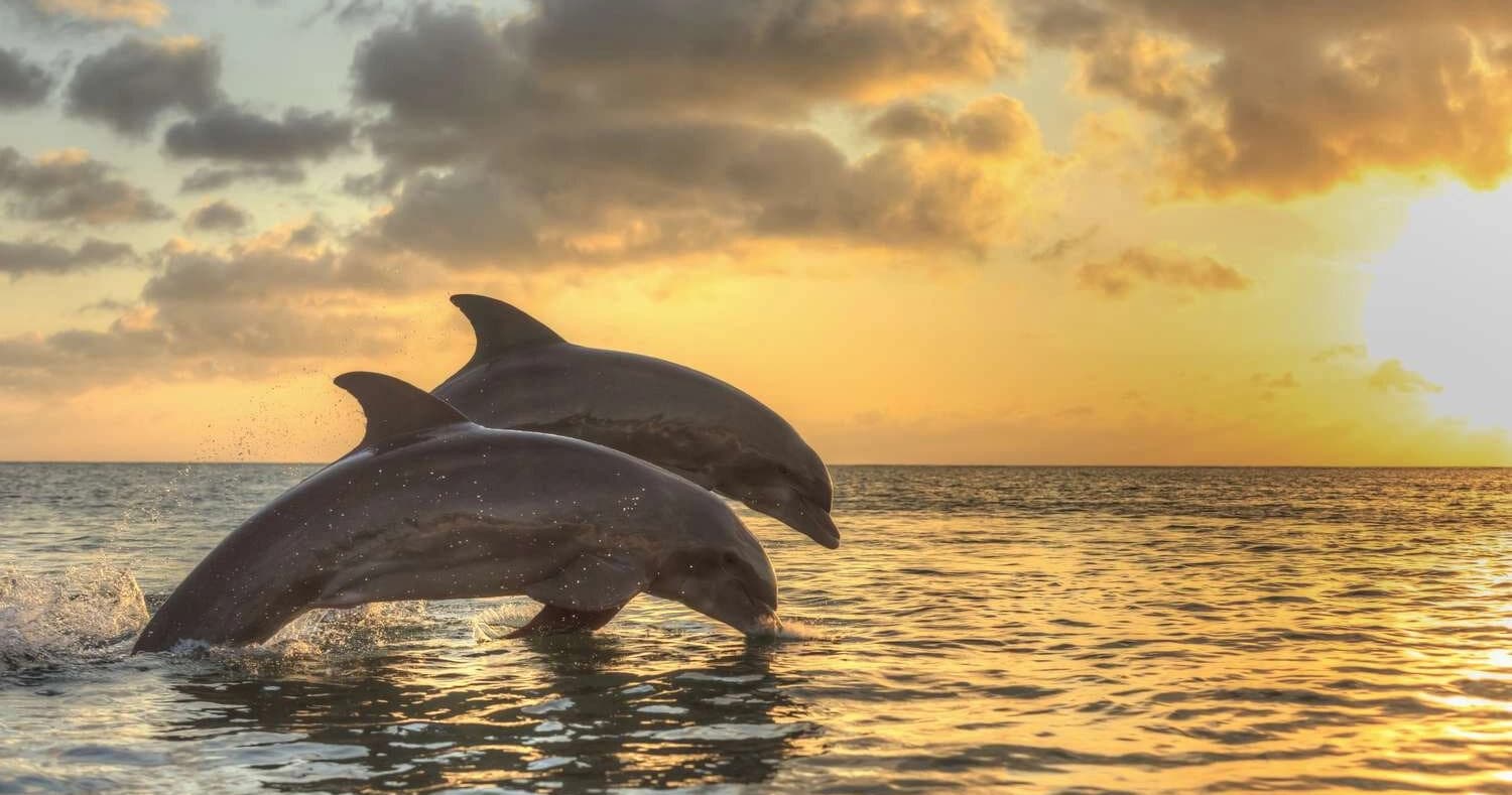 Gulf Dolphin Tour from Cortez: 90-Minute Anna Maria Island Wildlife Cruise