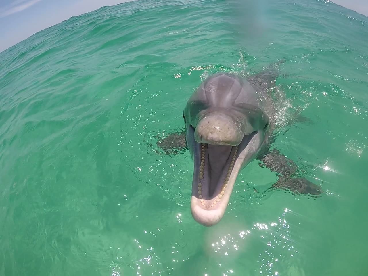 Shell Island Dolphin Tours LLC team