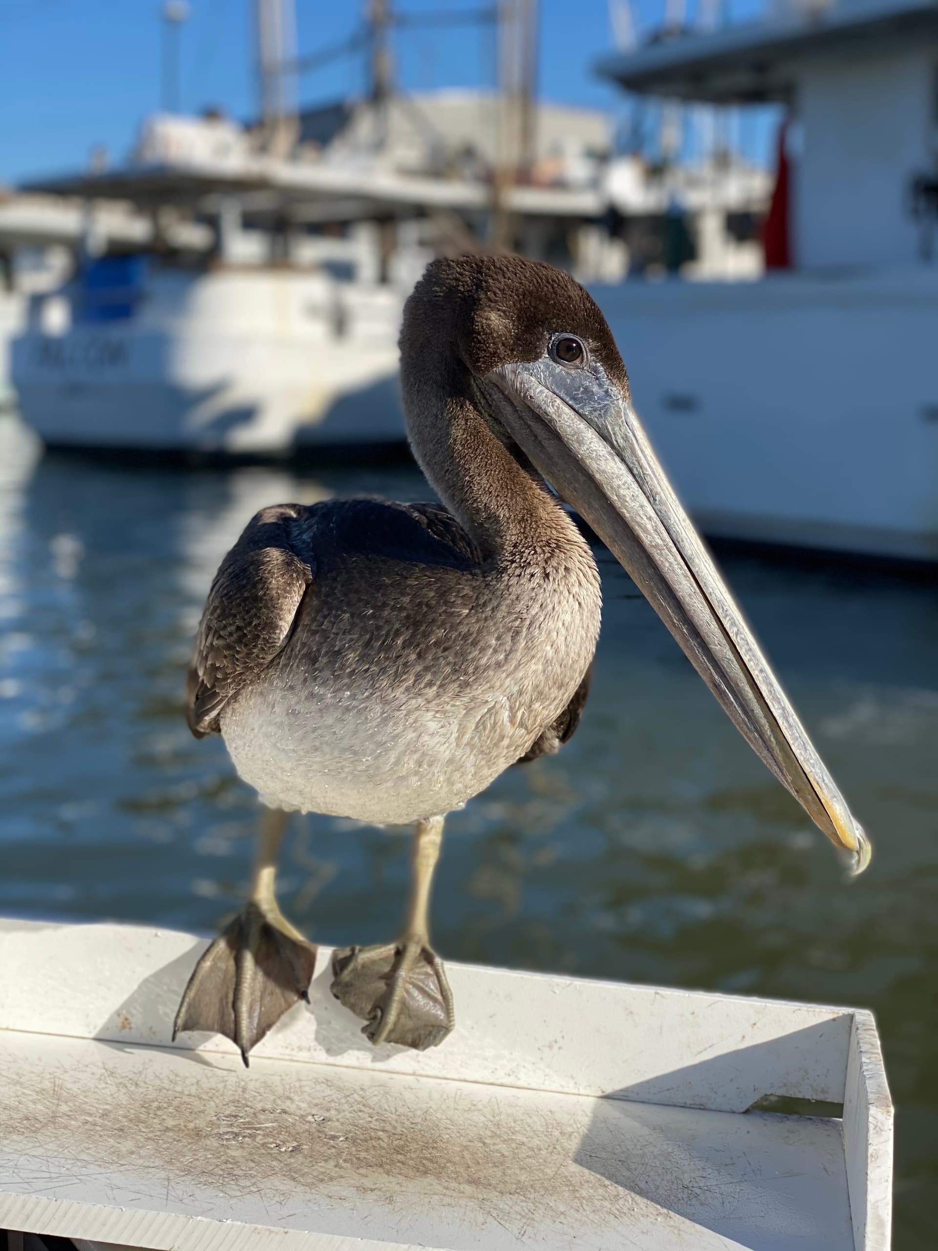 Galveston Sea Ventures fleet