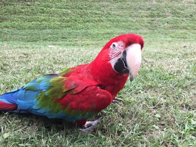 Wildlife & Animal Encounters at Downtown Aquarium Houston