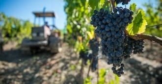 Close-up clusters of grapes on Tuscan vine, harvest ready