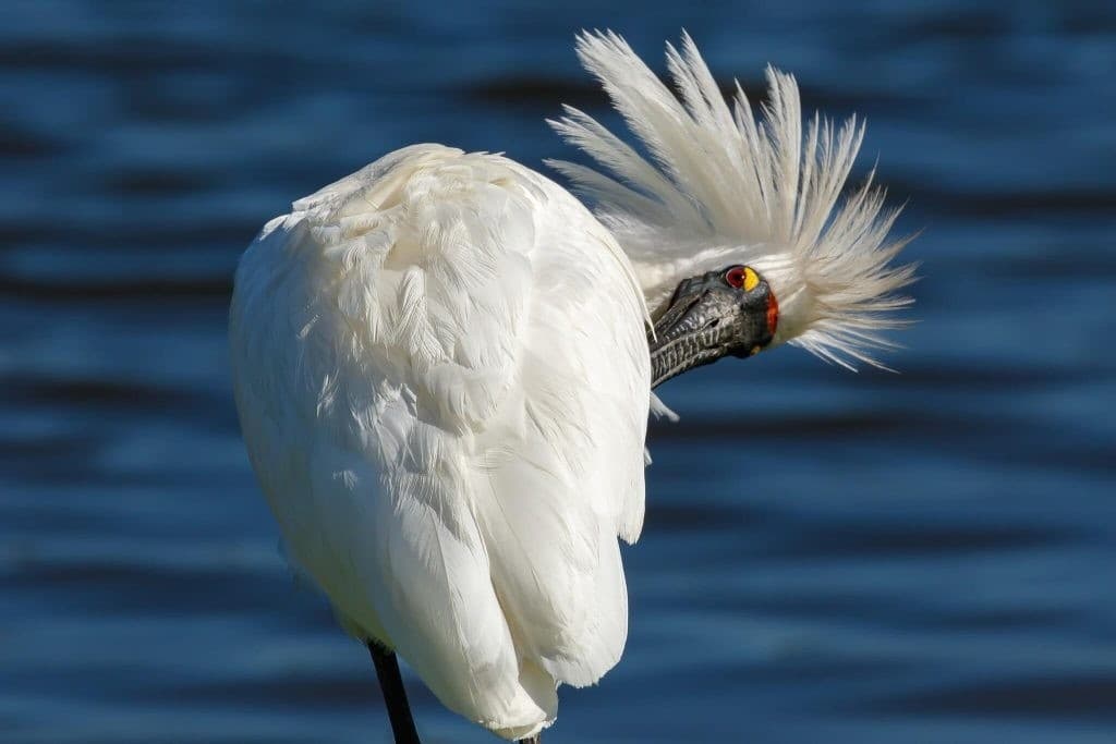 Waikanae Estuary Bird Walk: Guided Two-Hour Shorebird Tour with Mik Peryer