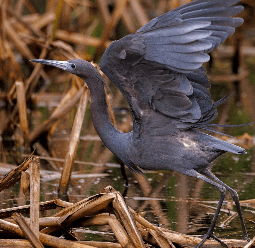 Birding Pinckney Island: Top Wildlife Spot in Bluffton, SC
