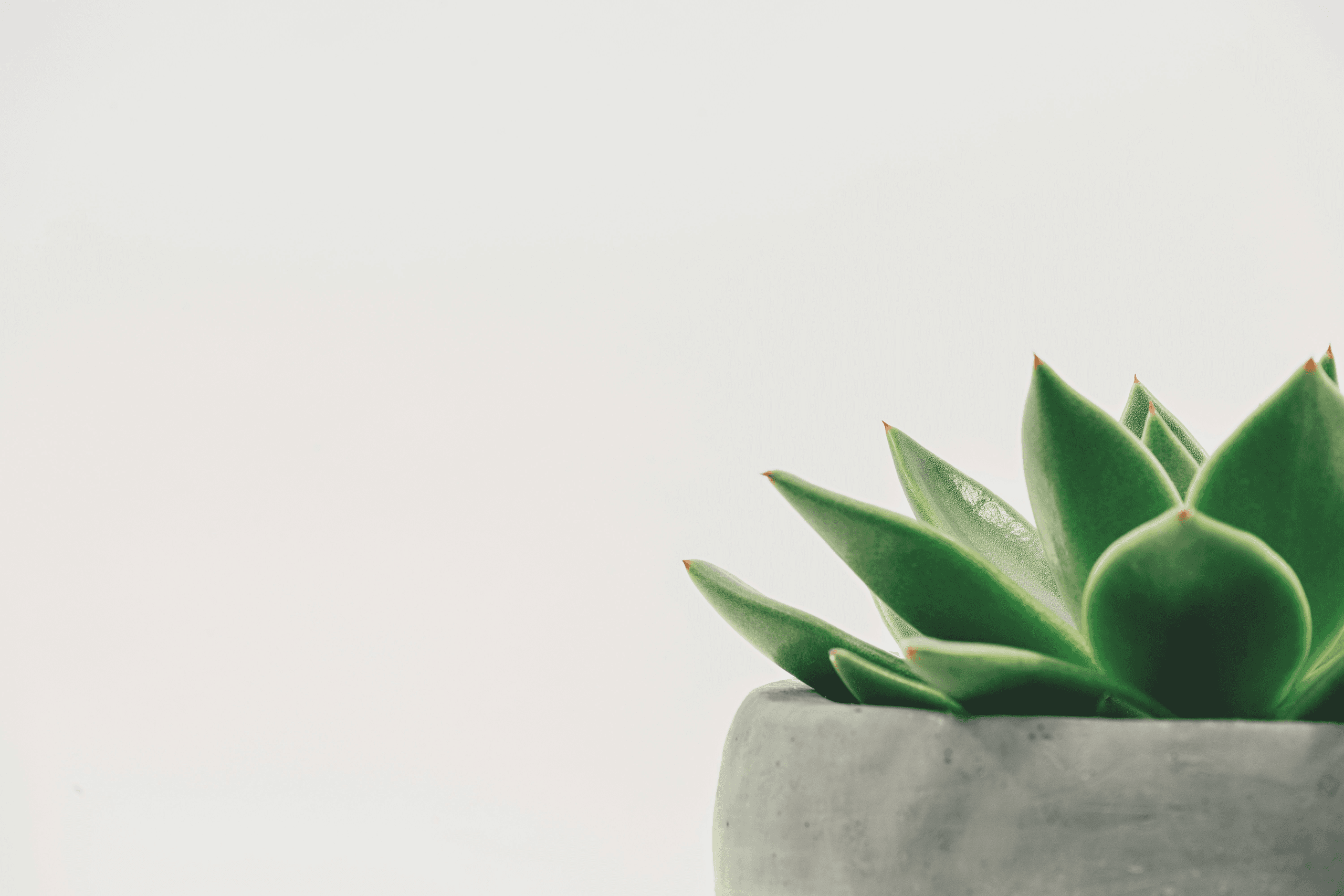 Create the Perfect Mothers Day Gift in Provo, Utah