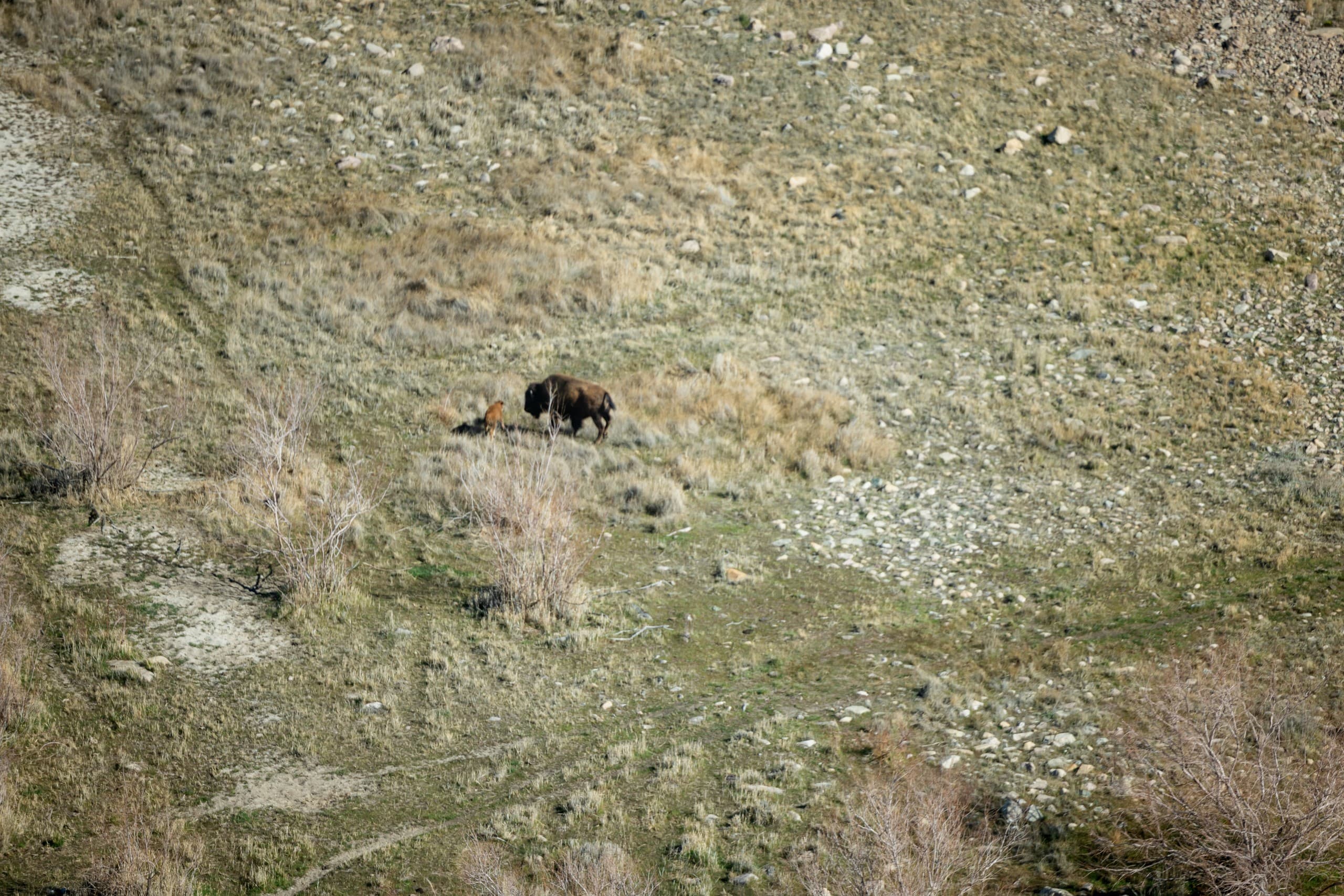 Antelope Island Tour — Great Salt Lake Helicopter Views & Island Wildlife photo 3