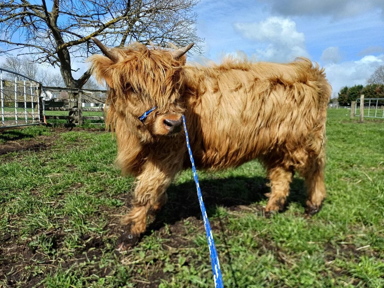 Brush a Highland Cow at Ralph Ranch: Short Farm Tour Near Hamilton