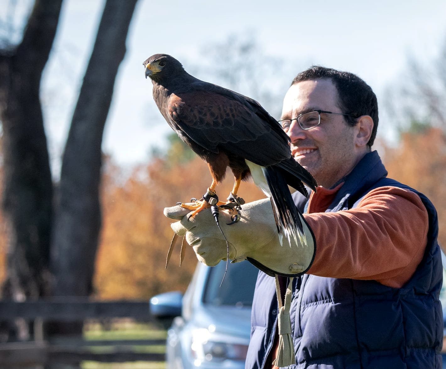 Falconry experience: handler with hawk on gloved arm in park