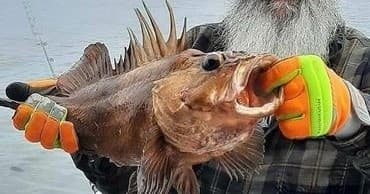 Fisherman holding large rockfish with gloves over ocean