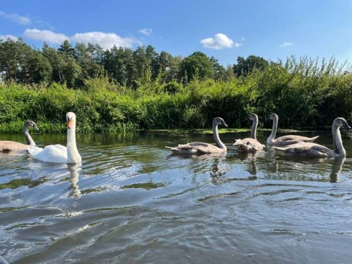 Paddeln auf der Ilmenau: Medingen bis Bienenbüttel – 13 km gemächliche Paddeltour photo 1
