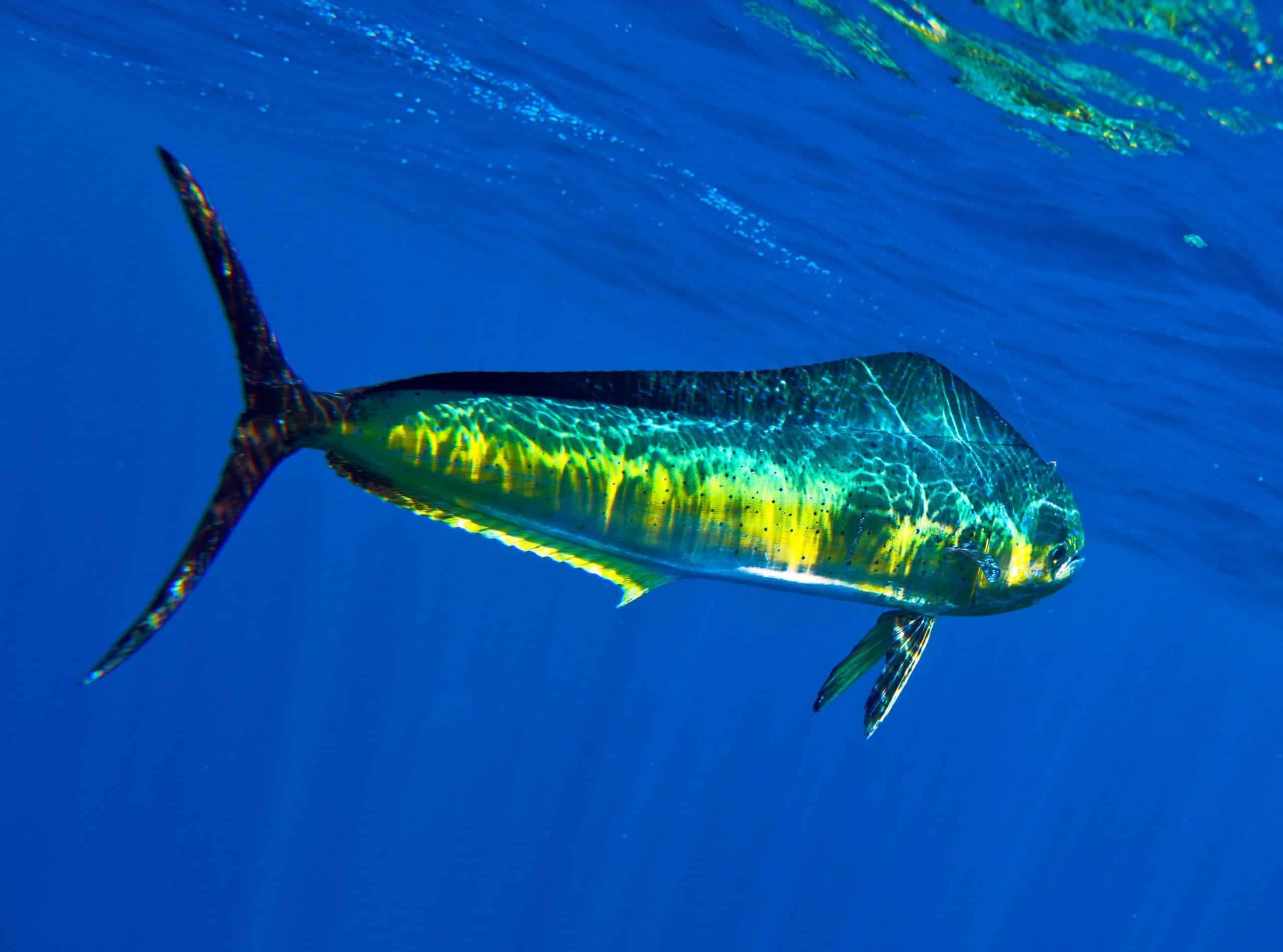 Mahi mahi leaping in open blue ocean during offshore fishing