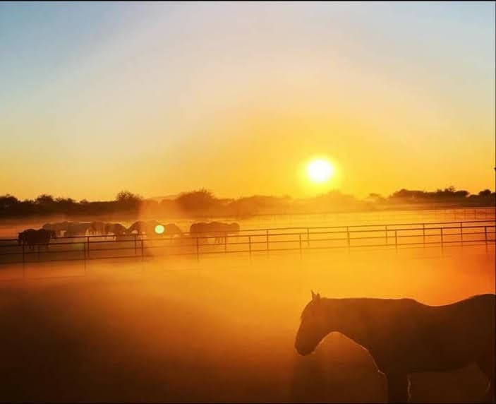 Mornings on the Range: Horseback Adventures in Chandler, AZ