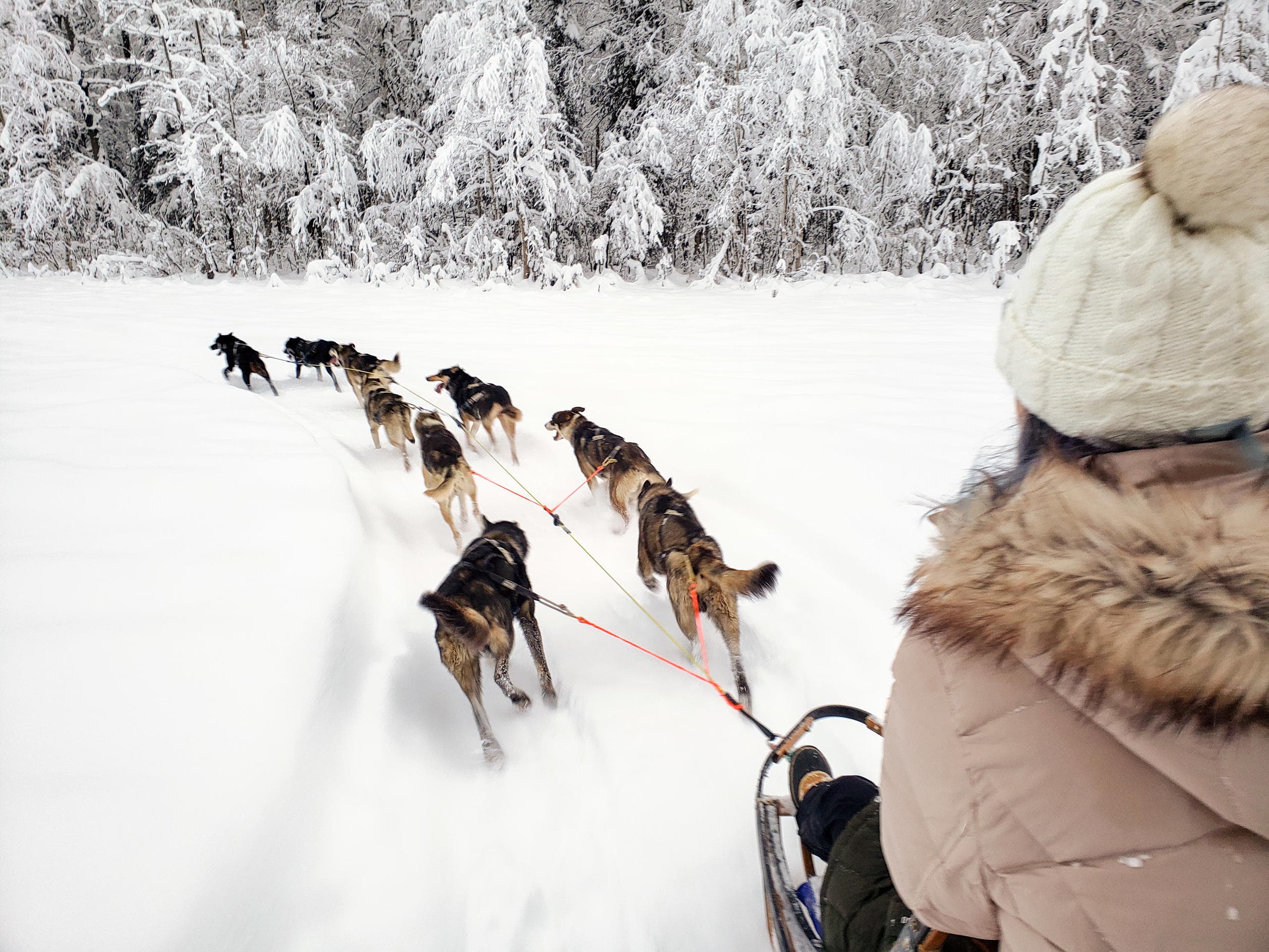 Dog Sled Adventure at Snowhook Adventure Guides of Alaska in Willow