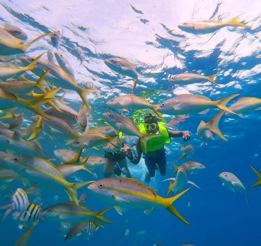 Paradise Island Tour: Snorkel Cayo Arena from Puerto Plata photo 4