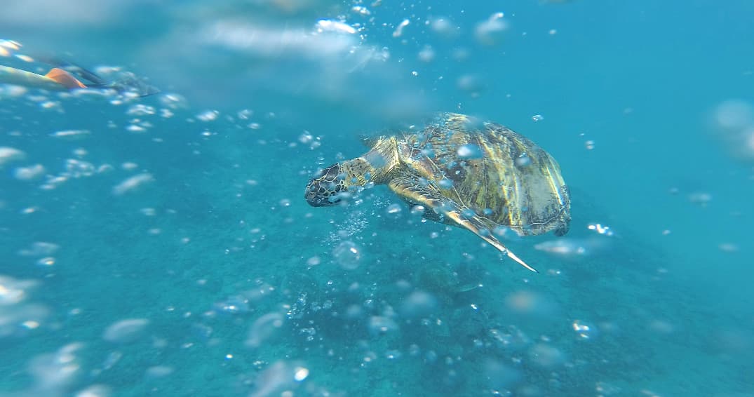 Sea turtle surfacing among bubbles in turquoise Hawaiian ocean waters