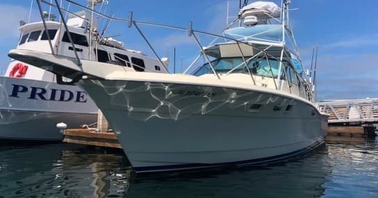 Birding Adventures with Dawn Charters in San Diego