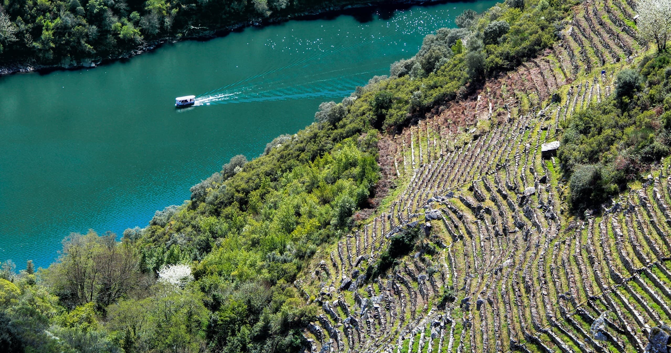 Boat & Tasting on the Sil: Scenic Cruise and Algueira Winery Visit