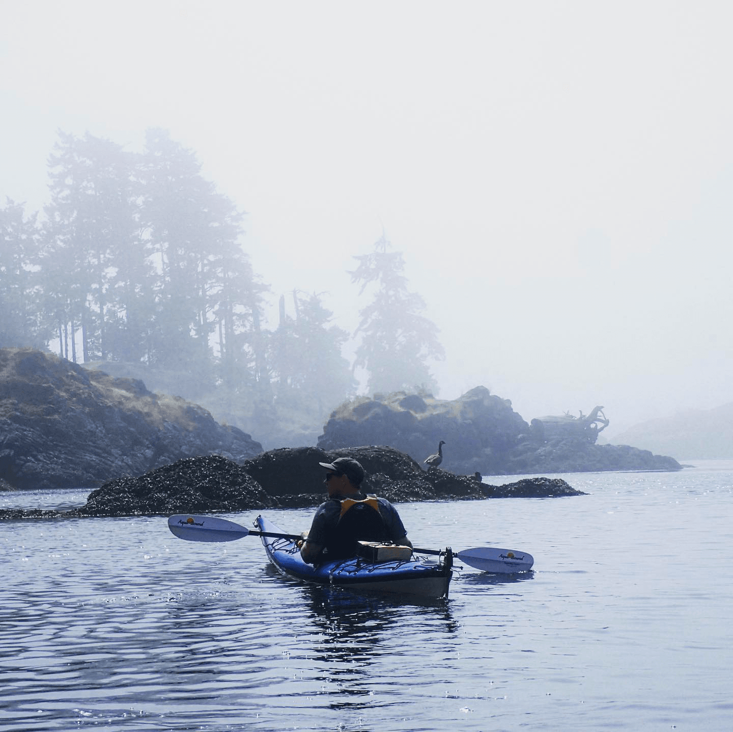 Water Activities & Rush Adventures: Kayaking in Sooke Basin