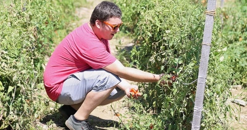 Guest harvesting ripe tomatoes in orchard garden pick-your-own
