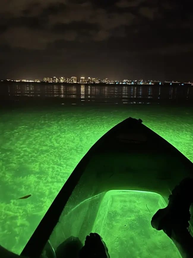 LED Glass-Bottom Kayak Night Tours in Sarasota: Manatees, Mangroves & Skyline Views photo 1