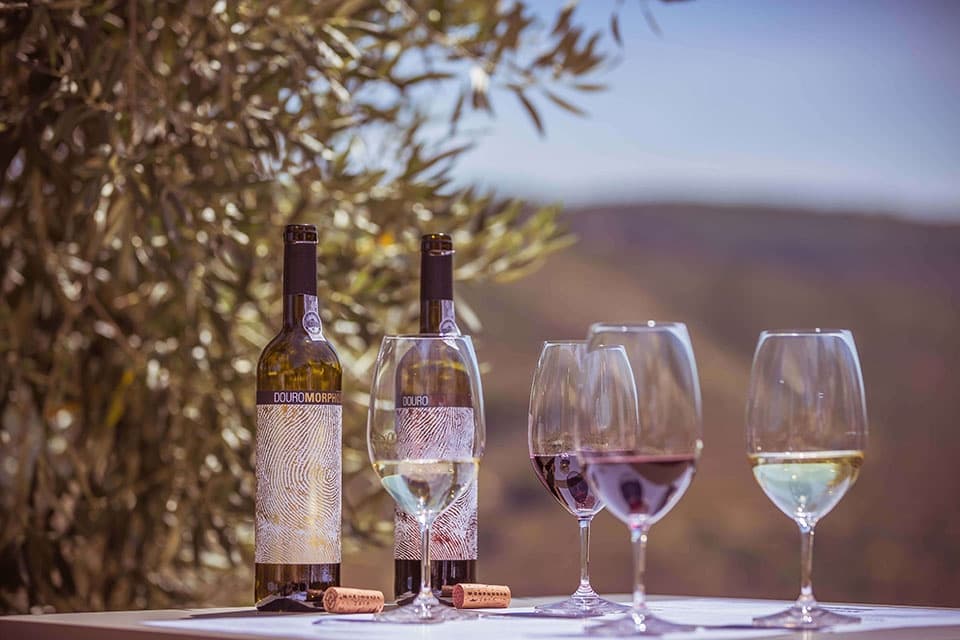 Inside Morphosis: Private Wine Tasting in Celeirós, Douro Valley