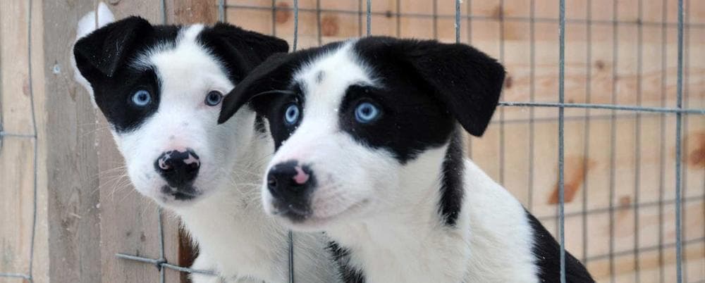 Cross Country Ski Boots with Hetta Huskies in Enontekiö