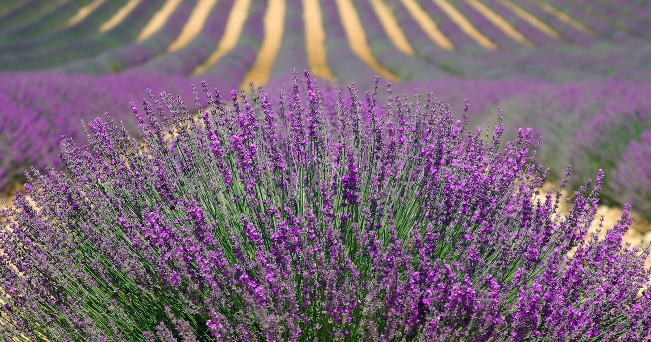Lavender Farm & Vineyard Tour in Cortez, Colorado