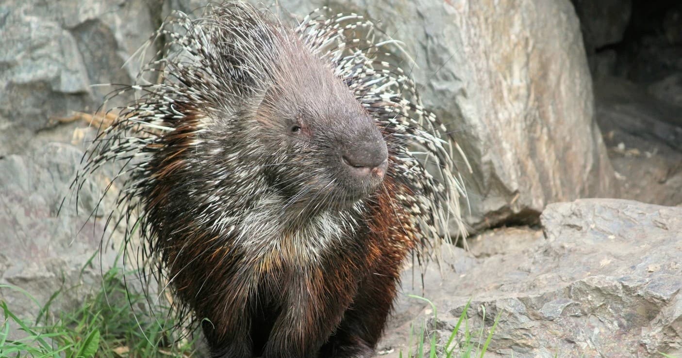 Wildlife Encounters at Secret Valley Wildlife Park in Clonroche