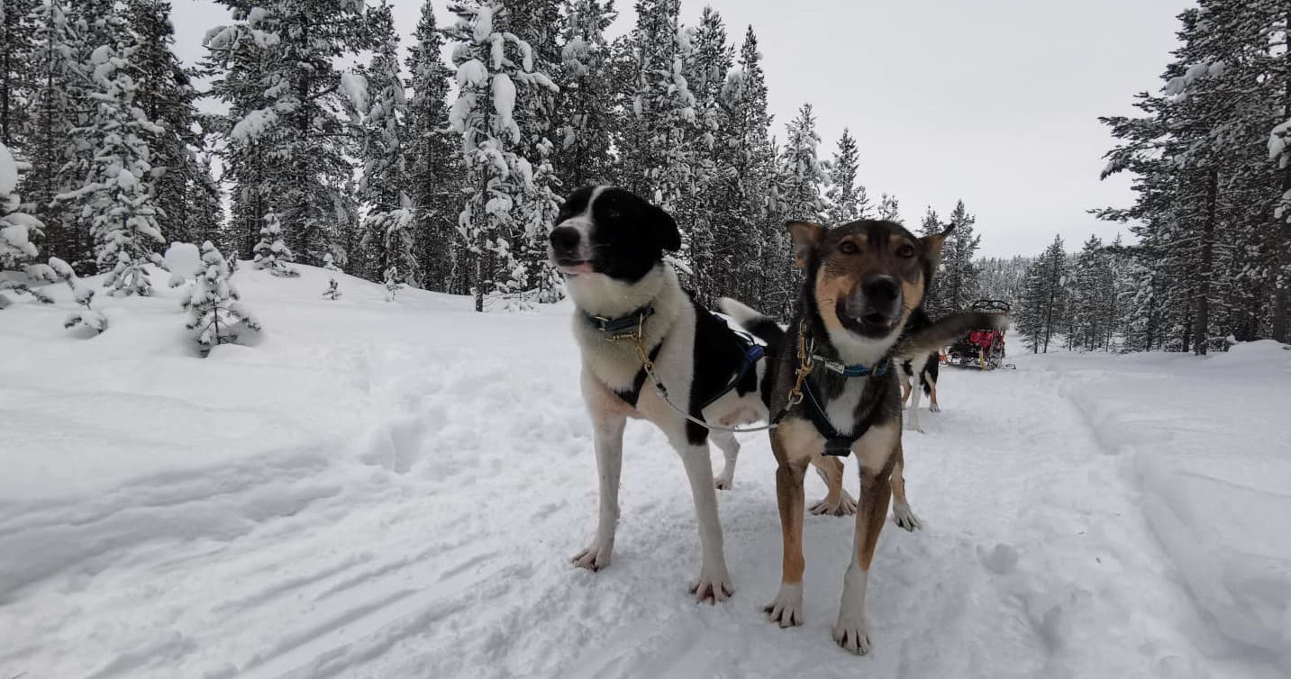Family Husky Safari with Maglelin Experience in Kittilä