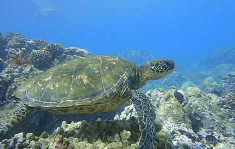 Snorkeling & Whale Watching with The Magic Merman in Lahaina
