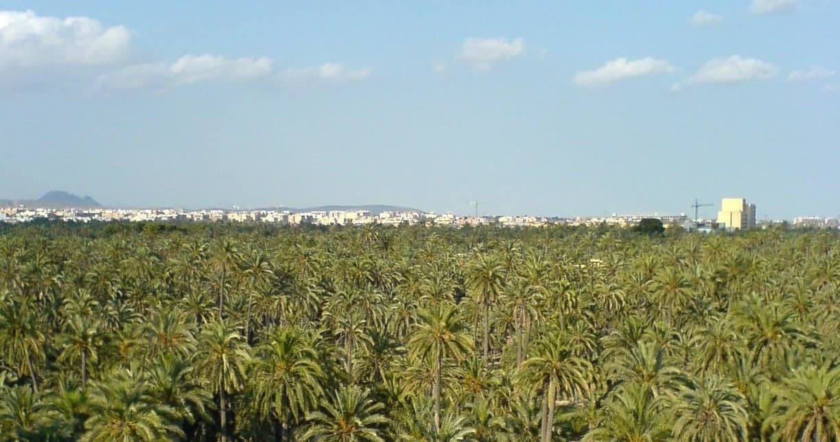 Elche Segway Tour by Costa Blanca Tour Services