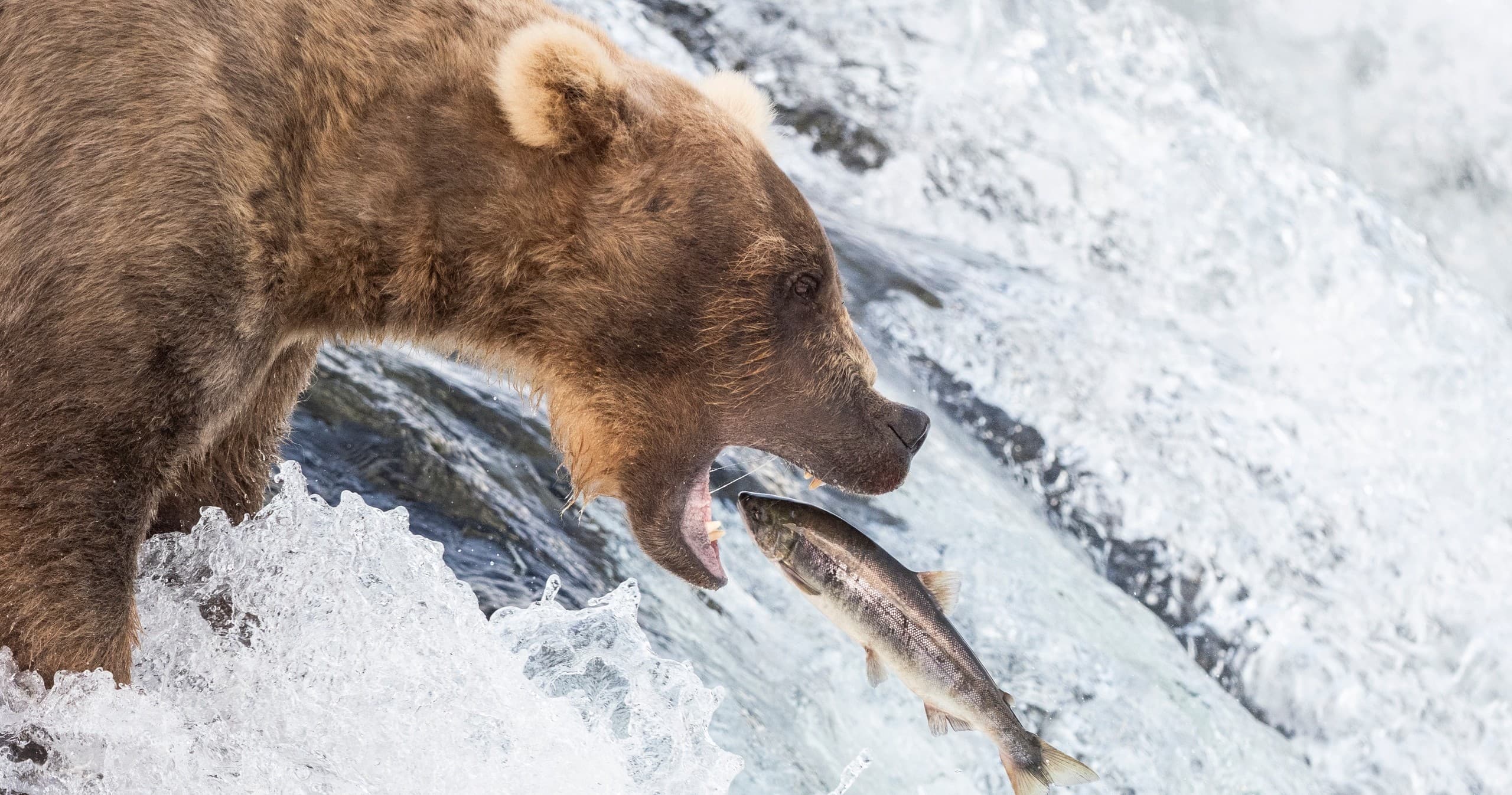 Brooks Falls Bear Viewing Adventure in Homer, Alaska