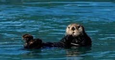 Resurrection Bay Private Tour: Short Wildlife Cruise to Emerald Cove & Spire Cove