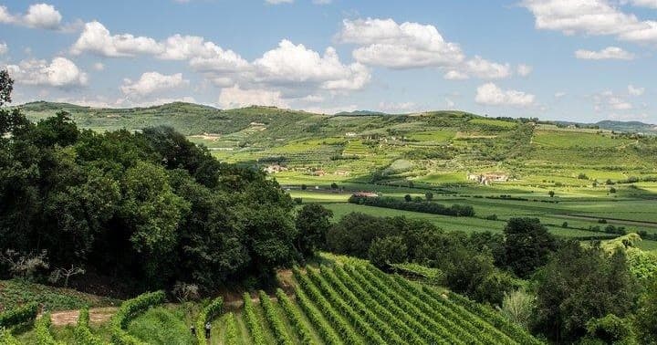 Vineyard panorama with rolling vineyards and sunny terraces