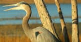 Wildlife & Birding with Coastal Discovery Museum Hilton Head