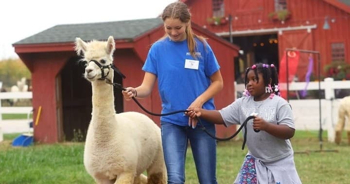 Hand-Feed Alpacas at 4175 North 1200 West — Flora Farm Visit & Alpaca Shop photo 1