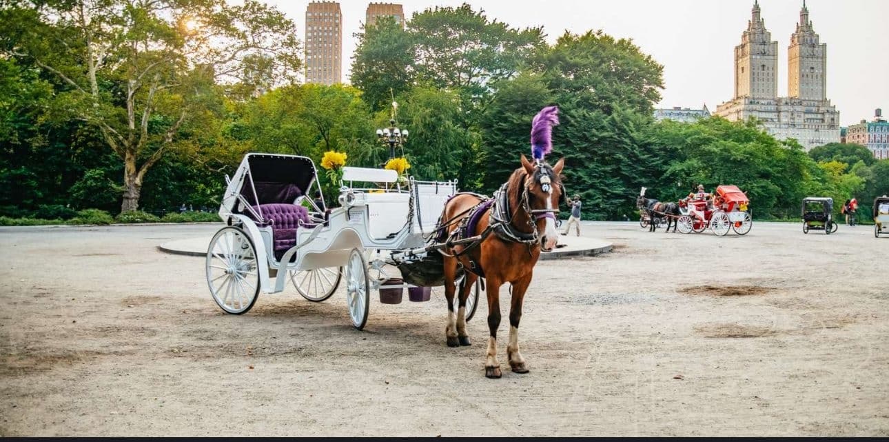 Central Park Horse Carriage Ride by Liberty Carriage Tours