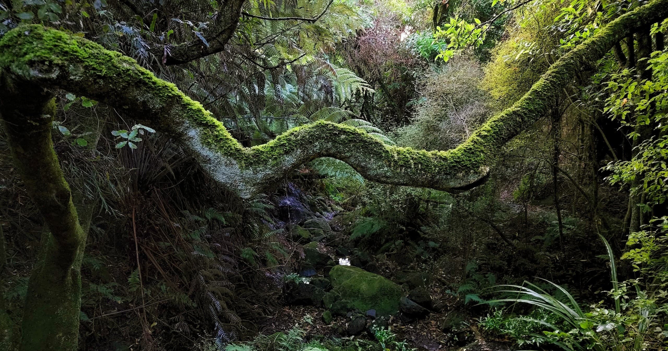 Mossy temperate forest trail with twisted roots and lush ferns
