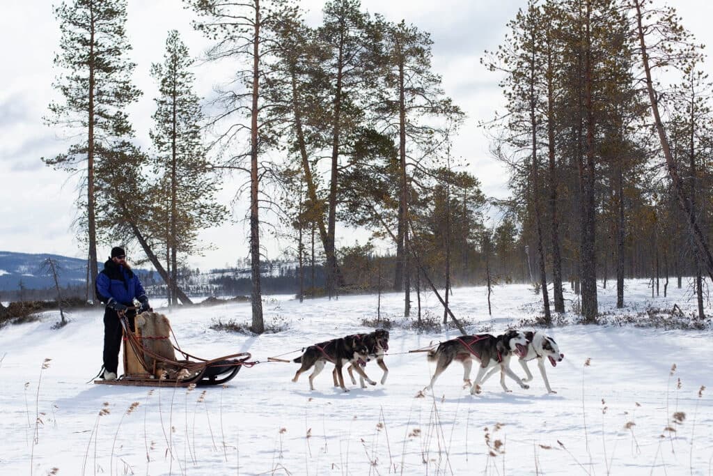 Full-Day Mushing Adventure with Wild Lapland in Lycksele