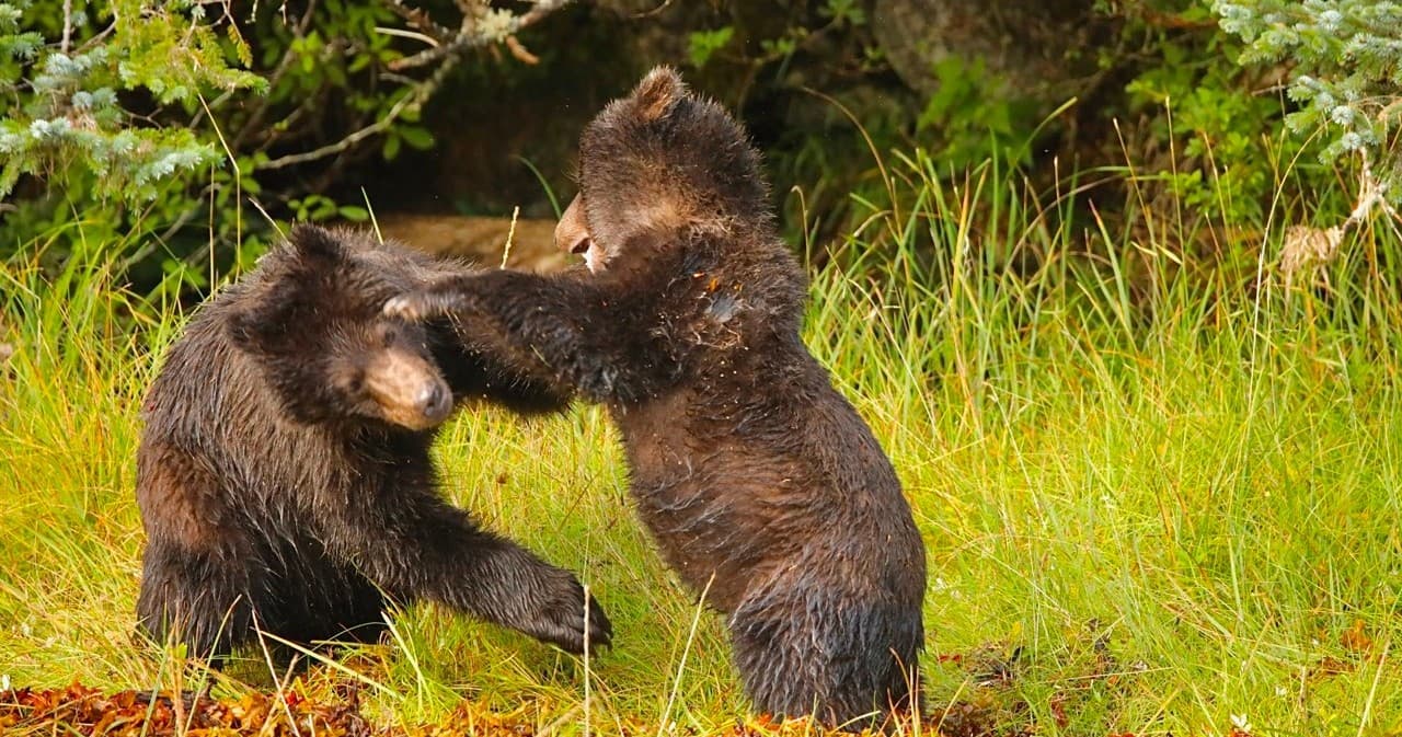 9-Day Photography Tour in Stunning Sitka, Alaska