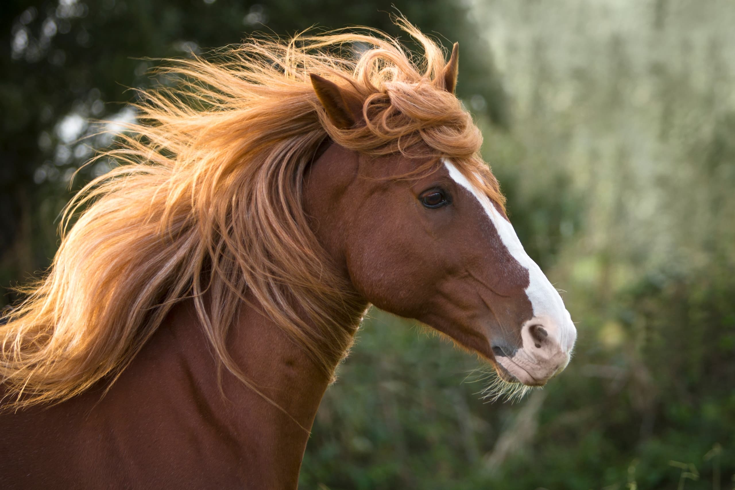 Chestnut horse trotting in windswept meadow during scenic trail ride