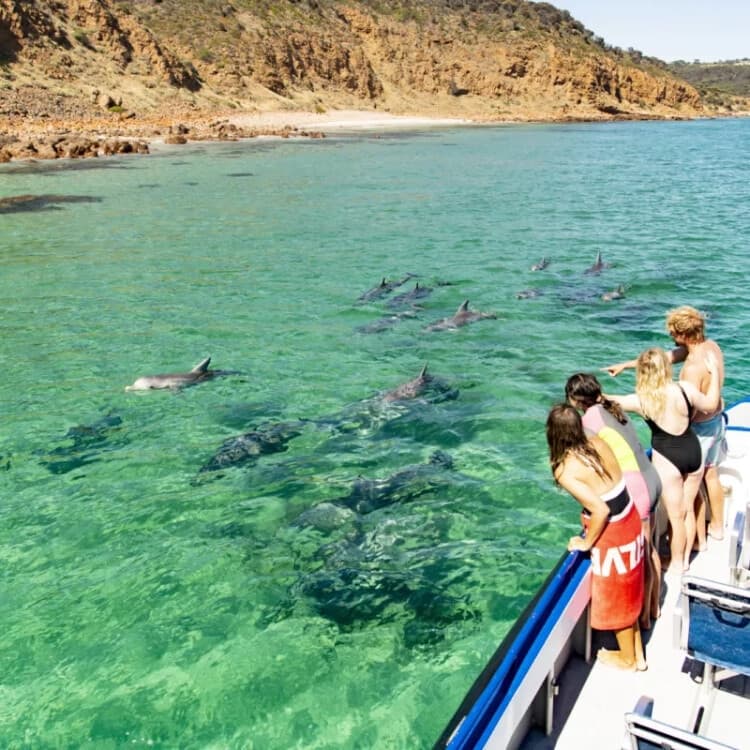 Swim with Wild Dolphins on Kangaroo Island: 3-Hour Marine Adventure from Kingscote