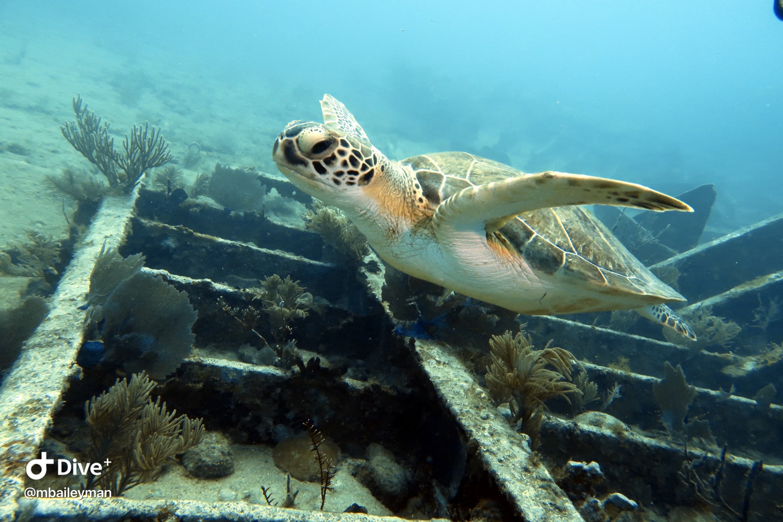 Water Activities & Bluewater Divers: Re-ignite Your Dive Skills